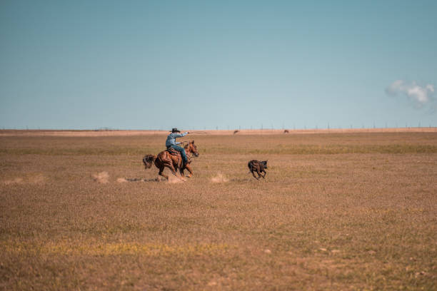 Cowboys are riding horses and lassoing at the ranch grasslands in Utah, USA.