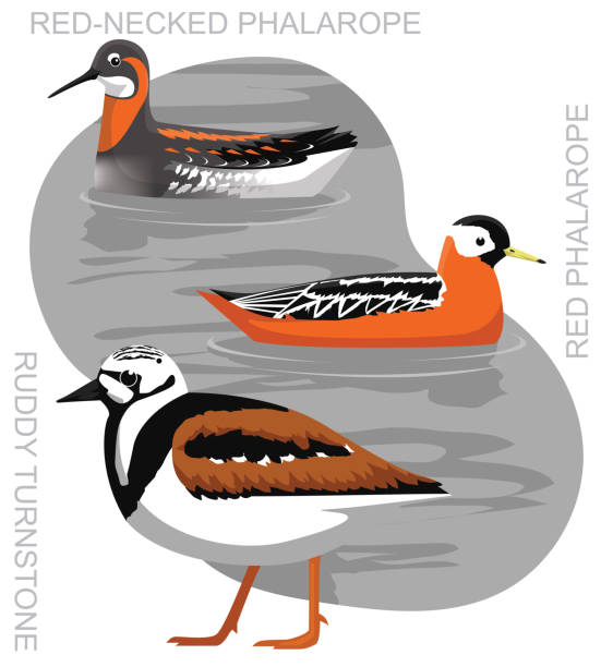 Cute Bird Phalarope Turnstone Set Cartoon Vector Animal Cartoon EPS10 File Format ruddy turnstone stock illustrations