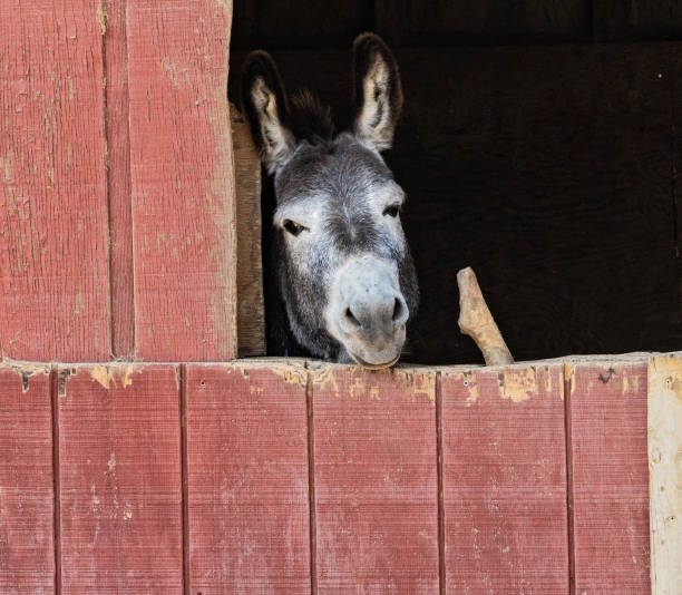 istock Donkey looking out of the barn 1498031851