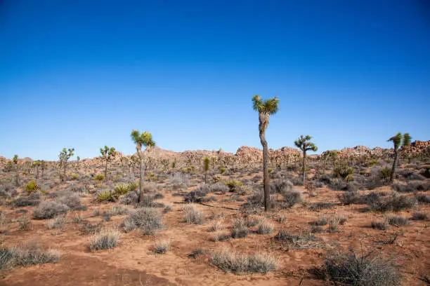 Landscape filled with ancient Joshua Trees in the middle of the rock filled desert of Joshua Tree National Park