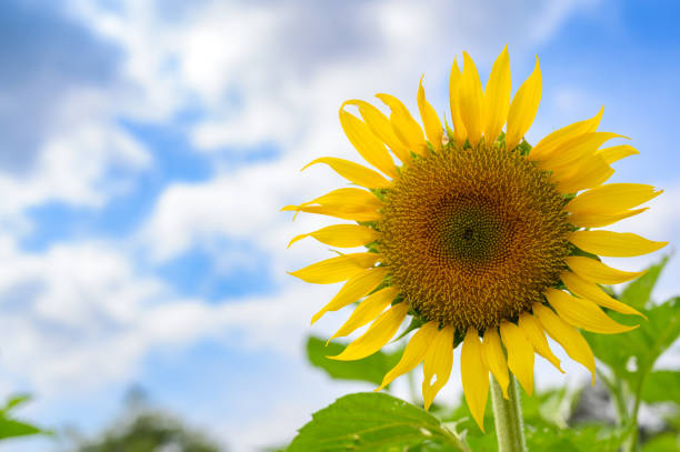 istock Beautiful Yellow sunflowers against a cloudy sky in background with copy space. 1498035150