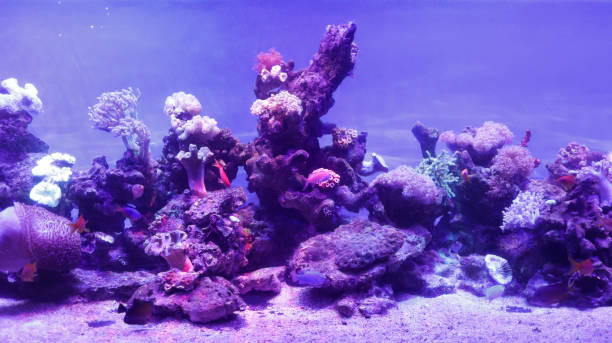istock Beautiful large blue light aquarium various seawater fish and coral reef. 1498036609
