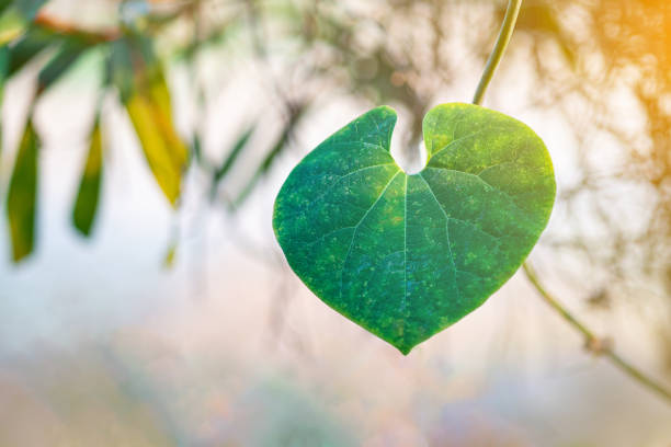 primer plano de formas de corazón de hojas verdes contra un fondo natural y la luz del sol en el jardín. - botany bright brown heart shape fotografías e imágenes de stock