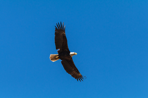 A majestic Bald Eagle flying high in the sky.