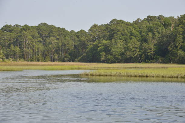 istock Lake Surrounded By Lush Vegetaion 1498041350
