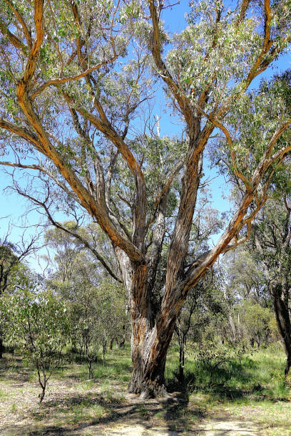 istock Lal Lal, Victoria, Australia 1498046585