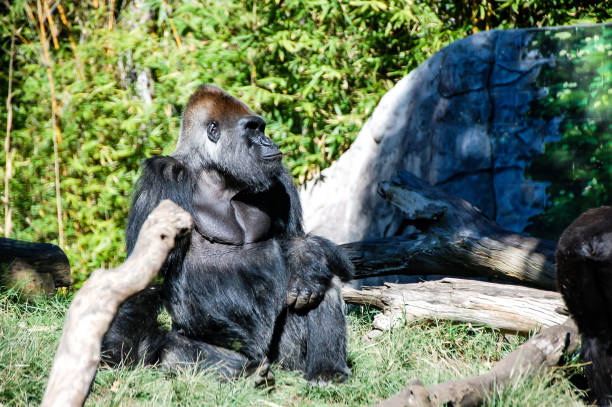 majestätischer männlicher gorilla - ape majestic monkey leadership stock-fotos und bilder