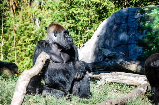 A large black male gorilla sitting and looking