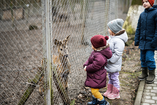 Kids feeding deer in a petting zoo farm.