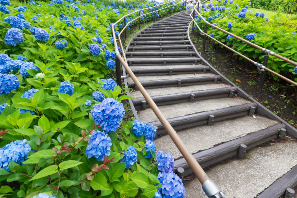 istock Blooming hydrangea flower and stairway in Tokyo, Japan 1498048867