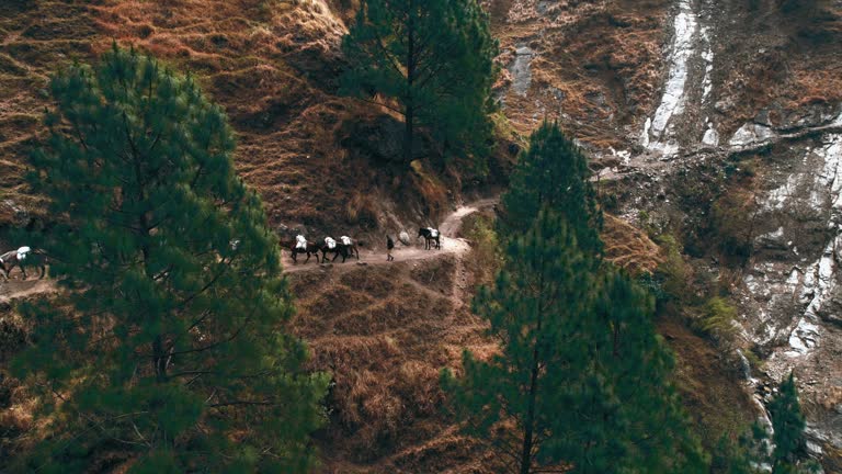 The horses follow each other, lifting a load into the mountains