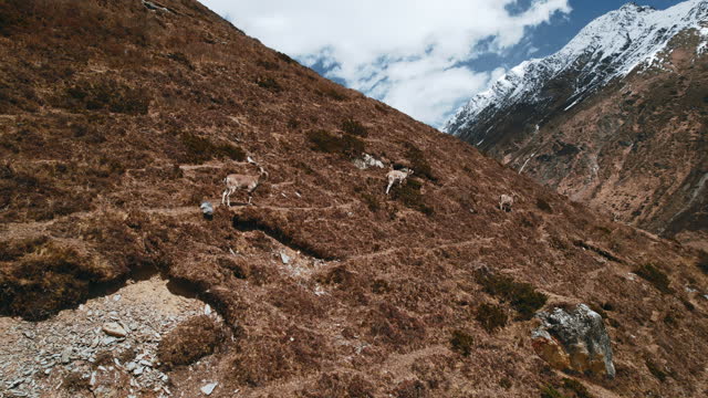 Several goats graze on a mountain slope