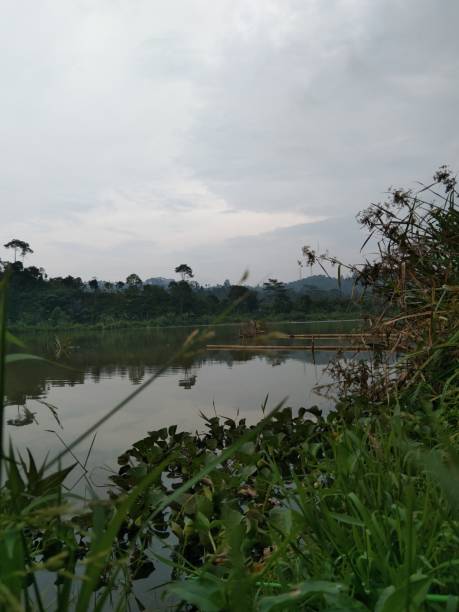 Reflections of Tranquility: Grass on the Mirror-Like Lake Surface