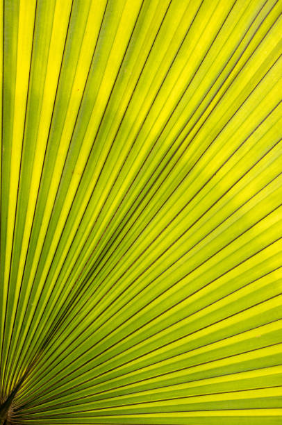 Tropical leaf , Anahaw is a round-leaf fountain palm, Fan palm, Footstool fan, Java fan palm, Round-leaf fountain palm, Table fan, Livistona rotundifolia, Saribus rotundifolius