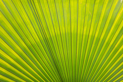 Tree Palm leafs pattern for nature background.