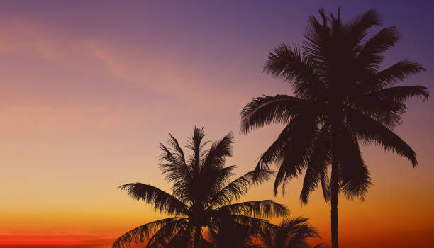 istock Silhouette image of palm trees leaves on dramatic colorful twilight summer sky background.Image use for travel business and tourist industry background. 1498050326