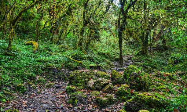 istock Annapurna trekking trail in Nepal 1498053040