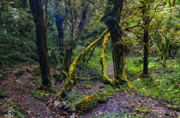 istock Annapurna trekking trail in Nepal 1498053079
