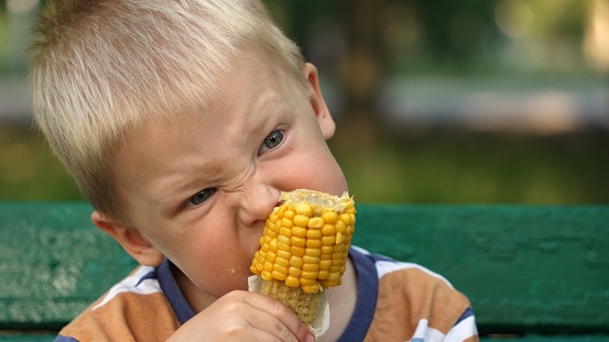 Close-up portrait of a little child sitting outside, holding corn in his hands and eating it with great appetite. Boy bites off a few grains from the cob and chews thoroughly.