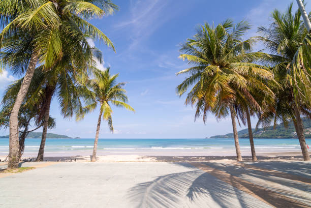 istock Phuket Thailand Coconut beach sea background 1498054276