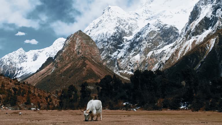 A white horned bull grazes in the foothills