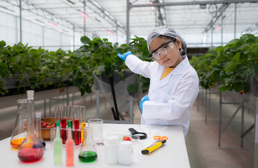 In the closed strawberry garden, a young scientist conducts a strawberry nutrient production experiment with her science class.