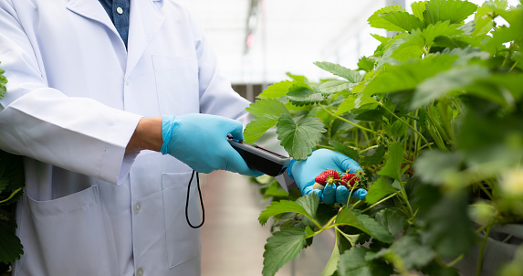 Scientists are checking the quality of strawberries with scientific measurement technology. In the closed strawberry garden