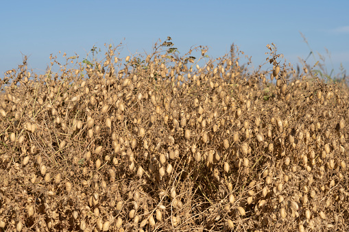 These are soybeans ready for harvest on the Maryland eastern shore in case you wonder what they look like, the reaper will be along shortly folks