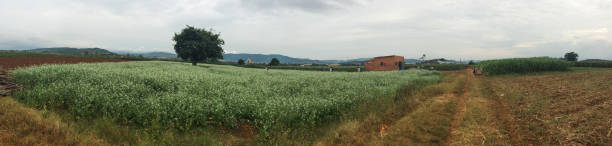 istock Beautiful white mustard flower field 1498058733