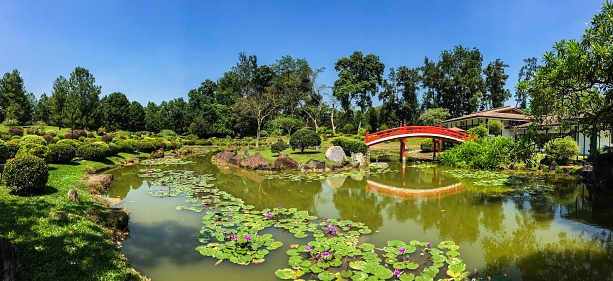 Japanese garden with red bridge and the pond at spring time.