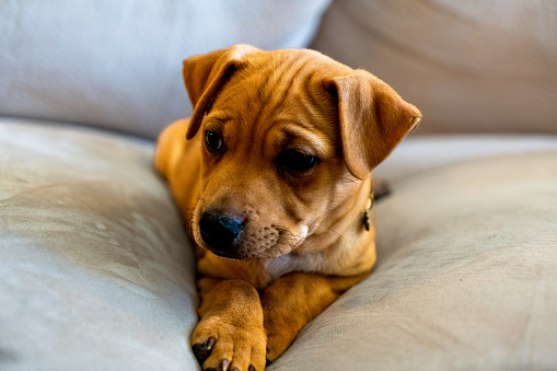 The golden-hued pitbull puppy, mere months old, luxuriates upon the soft expanse of a beige couch, exhibiting its playful yet adorable nature through its ever-changing resting positions. At times, it curls into a tight ball, its tiny body snuggled into itself, seeking warmth and comfort. Other moments find it sprawled out, limbs stretching in different directions, embracing the freedom of its youth. Occasionally, it rests on its back, paws adorably pointed upwards, surrendering to blissful slumber. And every so often, it assumes a half-sitting position, head tilted curiously, eyes full of wonder, eagerly observing its surroundings. Each stance showcases the pup's irresistible charm and innocent curiosity.