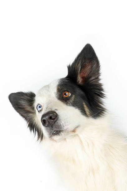 istock portrait of border collie with one blue eyes 1498059862