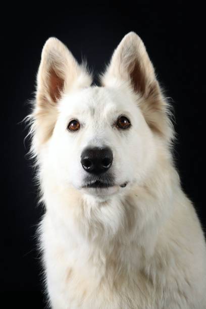 istock portrait of dog 1498060036