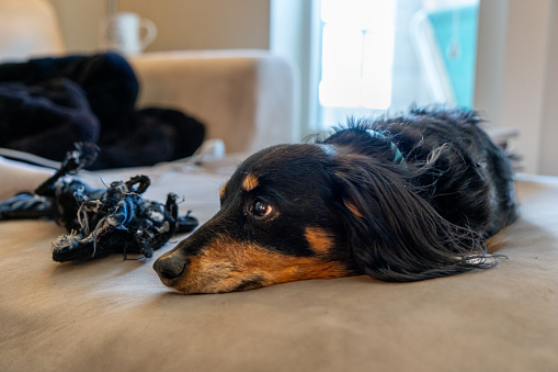 Nestled upon a cozy beige couch, a dachshund with a captivating blend of black and brown hues luxuriates in serene repose. Its long, velvety fur cascades elegantly, hinting at its regal lineage. With an air of tranquility, the dog gazes into the distance, its eyes reflecting a quiet contemplation. A picture of contentment, it embodies relaxation and harmony, seamlessly merging with the inviting warmth of the soft furnishings. The dachshund's presence exudes an undeniable charm, capturing the essence of loyalty and companionship, inviting anyone who encounters it to appreciate the grace and comfort it brings to its surroundings.