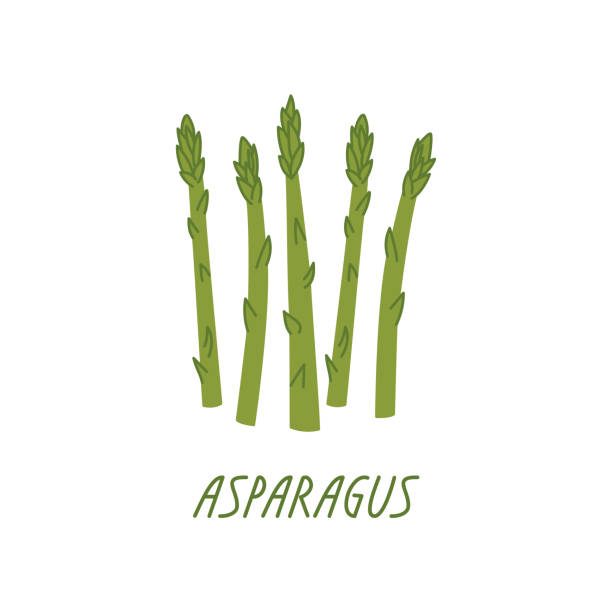 アスパラガスの白い背景に - asparagus vegetable white background freshness点のイラスト素材／クリップアート素材／マンガ素材／アイコン素材