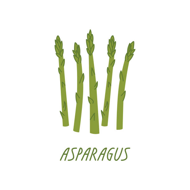 ilustrações, clipart, desenhos animados e ícones de aspargos em um fundo branco - asparagus