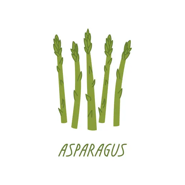 Vector illustration of Asparagus on a white background