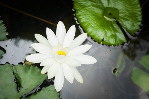 Beautiful white lotus flower or water lily blooming on water surface in a pond. Plants used to decorate gardens and koi fish ponds.