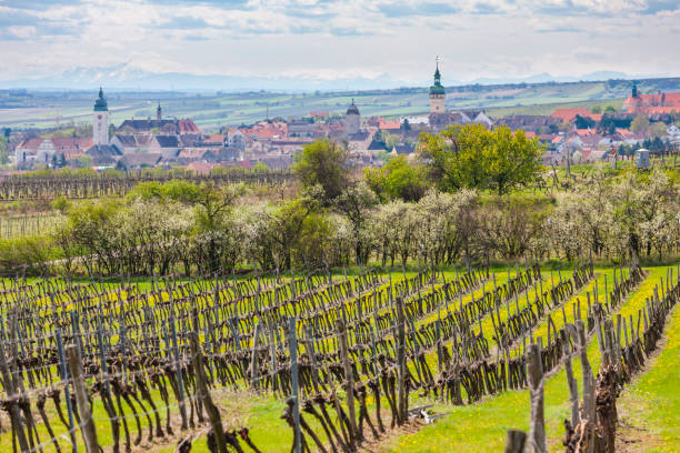 istock Retz with spring vineyards and Alps mountains at the background, Lower Austria, Austria 1498061600