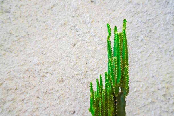 Modern interior design of dining room or workplace with cactus plant, wooden table on white rough wall background. Cactus and aloe in flower pots on the table on a light background with space for text