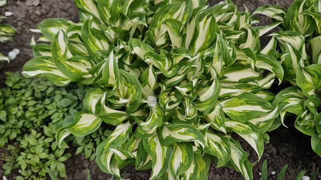 Bushes of cultivated hosta with variegated leaves, top view
