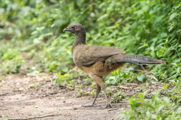 Profile view of the graceful Plain Chachalaca Ortalis vetula walking along forest edge