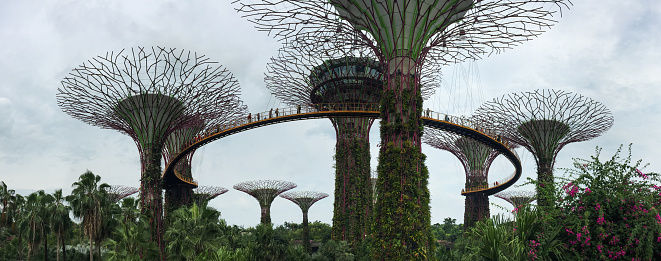 Singapore - Jul 3, 2015. Supertree Grove at Gardens by the Bay in Singapore. Supertree has become one of the most iconic and recognizable attractions.