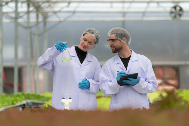 wissenschaftler forschen und entwickeln am anbau von bio-gemüse in einem geschlossenen bauernhof. - agriculture greenhouse research science stock-fotos und bilder