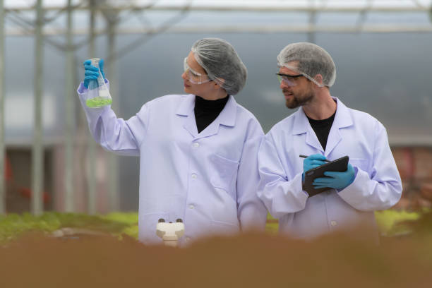 wissenschaftler forschen und entwickeln am anbau von bio-gemüse in einem geschlossenen bauernhof. - agriculture greenhouse research science stock-fotos und bilder