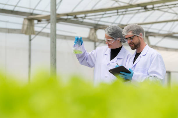 wissenschaftler forschen und entwickeln am anbau von bio-gemüse in einem geschlossenen bauernhof. - agriculture greenhouse research science stock-fotos und bilder