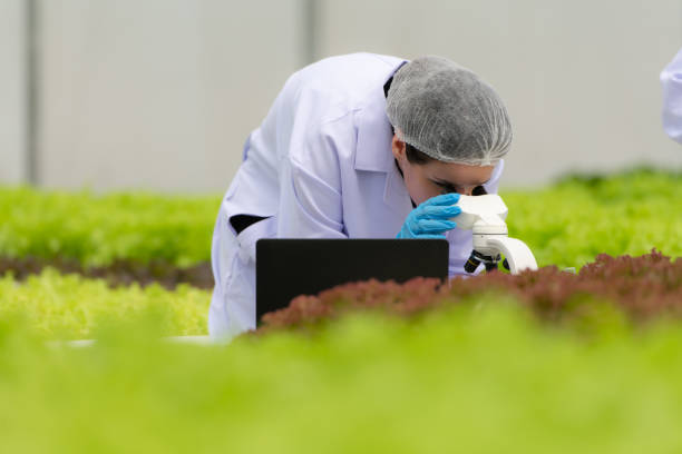 istock Scientists are conducting research and development on the cultivation of organic vegetables in a closed farm. 1498064162