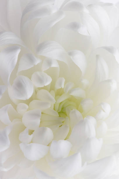 istock white petals of a blooming chrysanthemum, floral pattern 1498064255