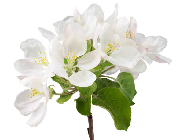 istock apple tree branch with leaves and inflorescences, isolated on a white background 1498064292