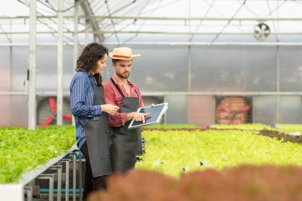 istock Small businesspeople with the mission of installing a small solar cell panel for the electrical system of the organic vegetable garden. 1498064556